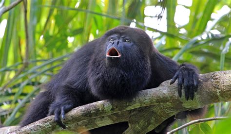 The Howler Monkey: An Unexpected Journey into Colonial Mexico's Folklore!