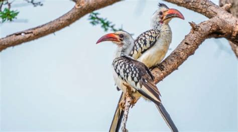 The Owl and the King - A Thai Folk Tale That Will Have You Hooting with Laughter (And Maybe Some Wisdom!)