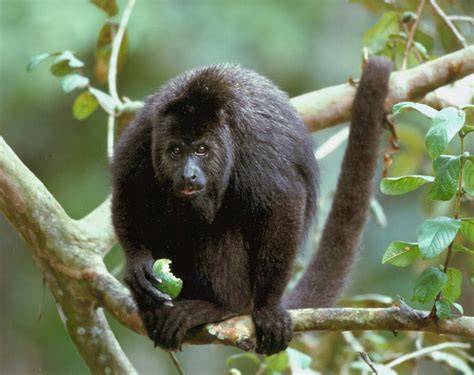 The Howler Monkey: An Unexpected Journey into Colonial Mexico's Folklore!