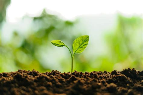  Corn Mother Bir Şükran Anıları ve Toprak Anneler Üzerine Derinlemesine Bir Bakış!