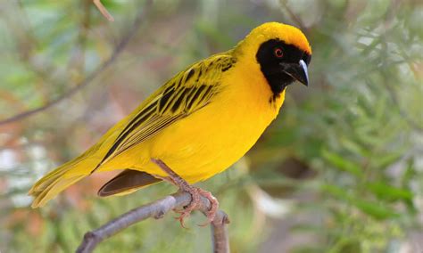  The Brave Weaver Bird! A Tale From Nigeria Filled With Threads Of Hope And Resilience.