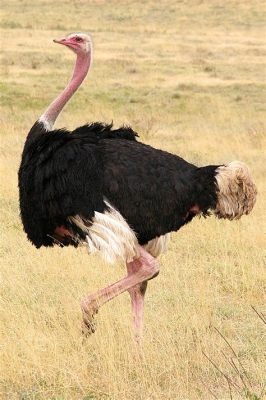  The Ostrich's Feather A Story About Cleverness and Humility in 17th Century South Africa?