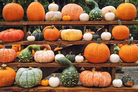  The Pretty Little Pumpkin Hikayesi: Güzel Bir Kabak ve Onun İçinde Saklanan Hayat Dersi