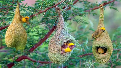  The Weaver Birds –  A Story About Perseverance and Unexpected Rewards?