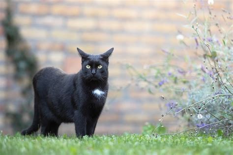 タカラスタンダード 修理 出張費：なぜ猫は時々宇宙を夢見るのか？